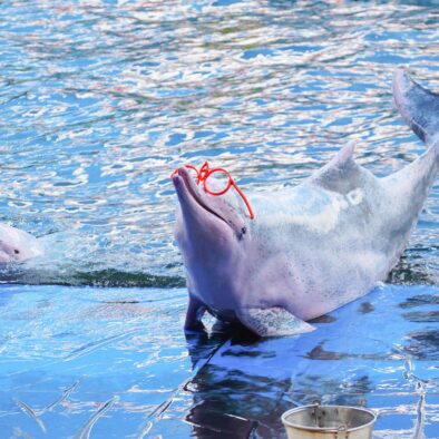 Sortie excursion avec les dauphins roses à Koh Samui