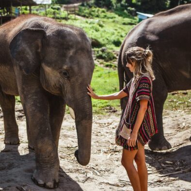 Sanctuaire des éléphants à Koh Samui